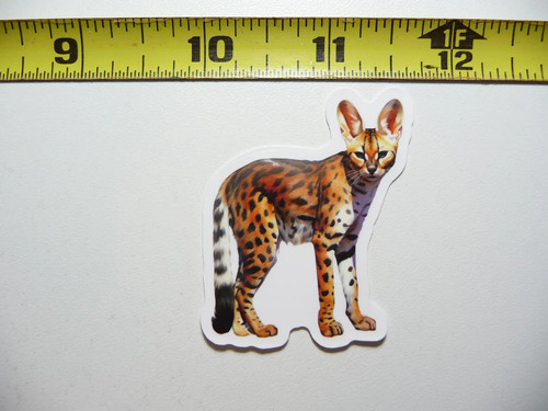 African serval wild - african,