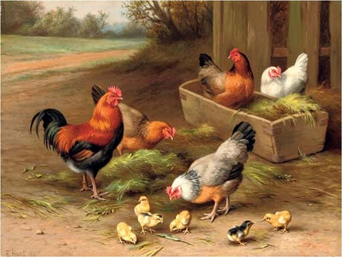 Piastrella accento gallo