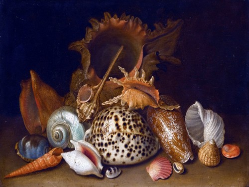 Still life sea shells - life,